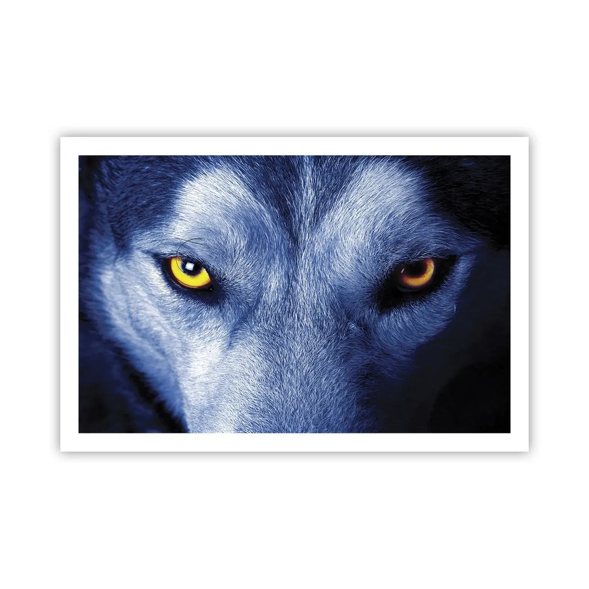 Plakat - Hipnotyzujące spojrzenie - 91x61 cm