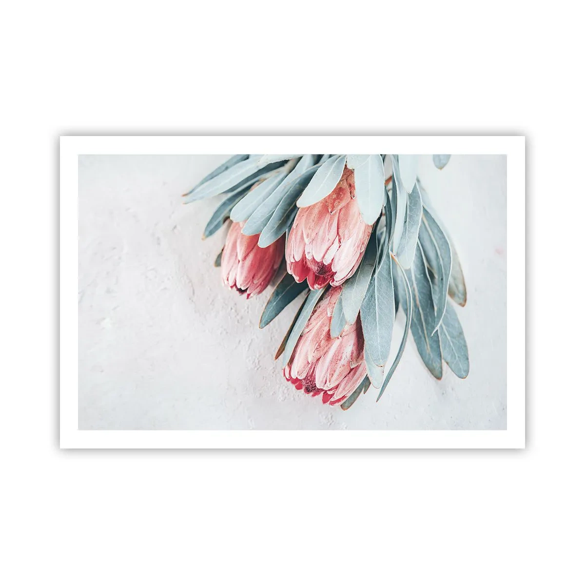 Plakat - Zawstydzone własną urodą - 91x61 cm