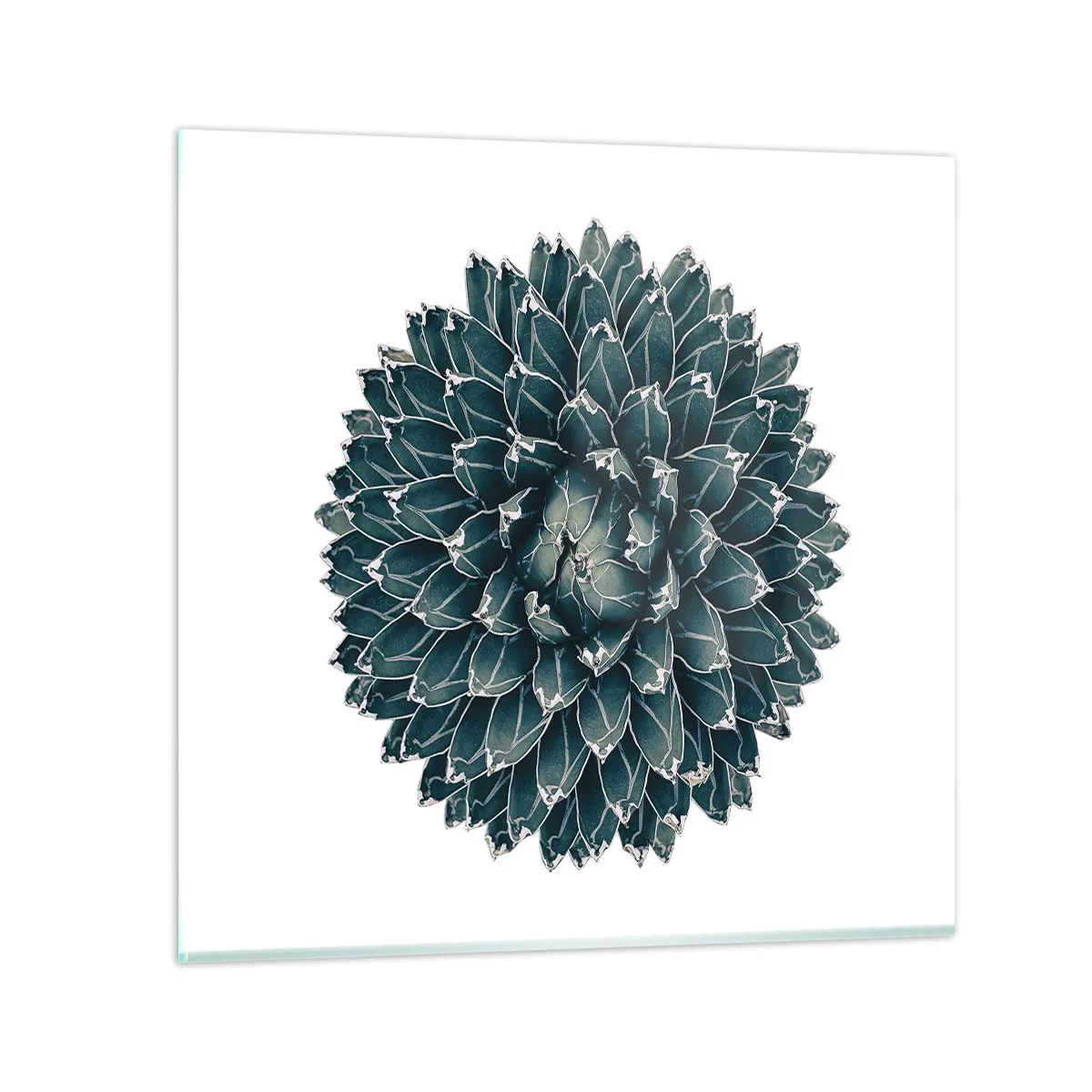 Obraz na szkle - Gwiazda pustyni - 40x40 cm