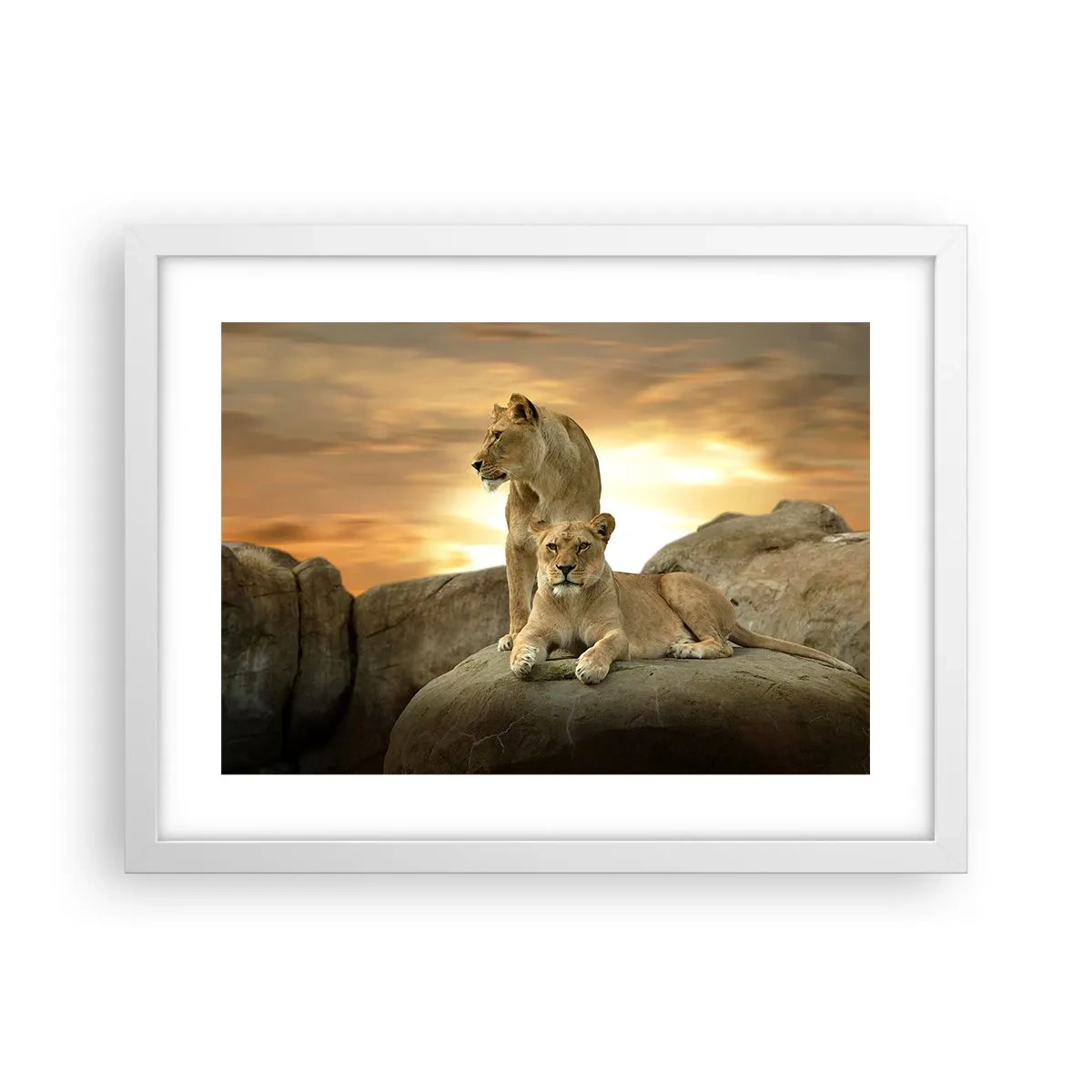 Plakat w białej ramie - Królewski majestat - 40x30 cm