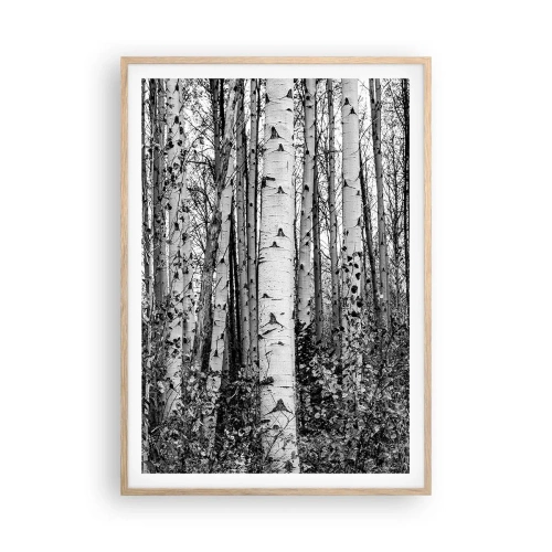 Plakat w ramie jasny dąb - Brzozowa kolumnada - 70x100 cm