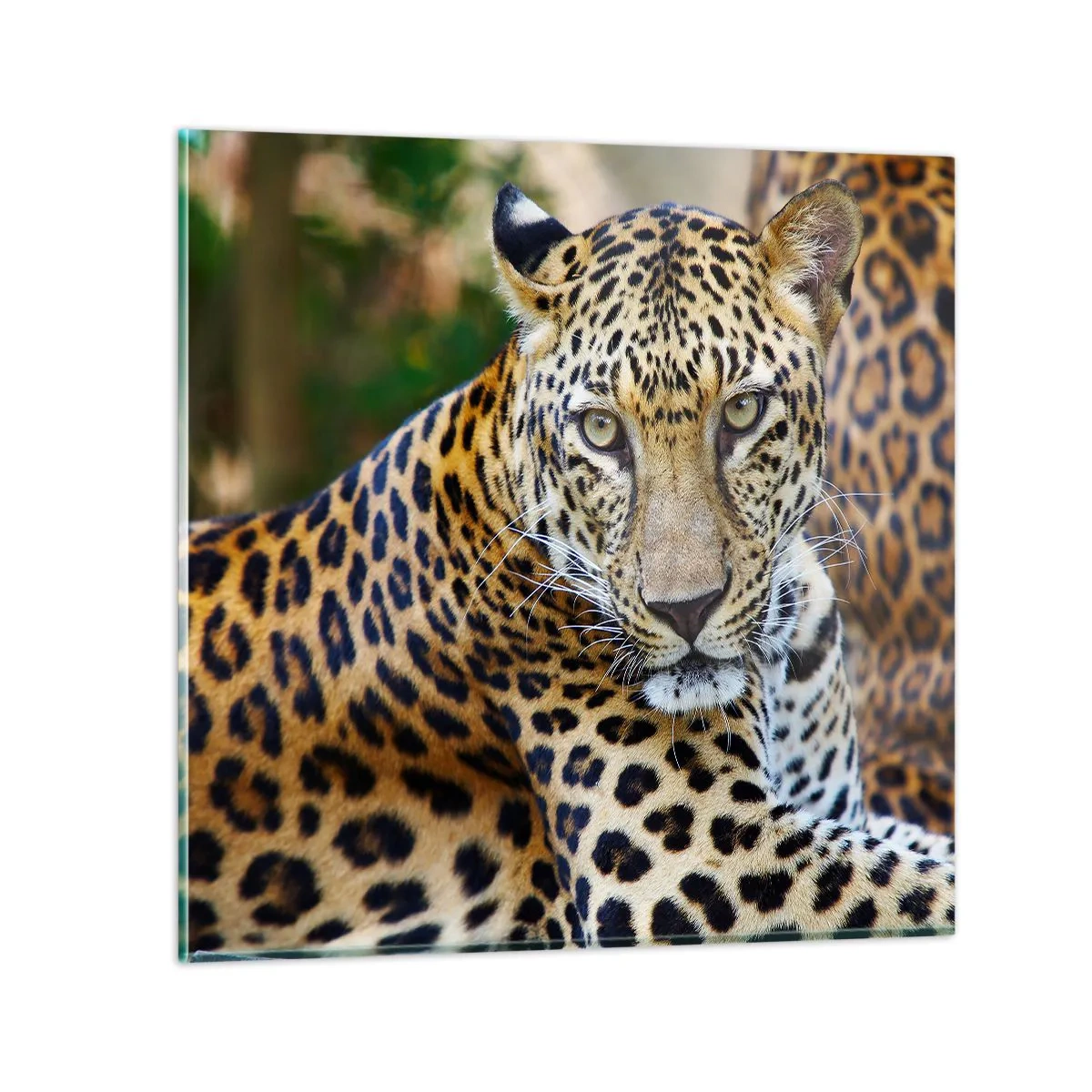 Obraz na szkle - Dziki i spokojny - 40x40 cm