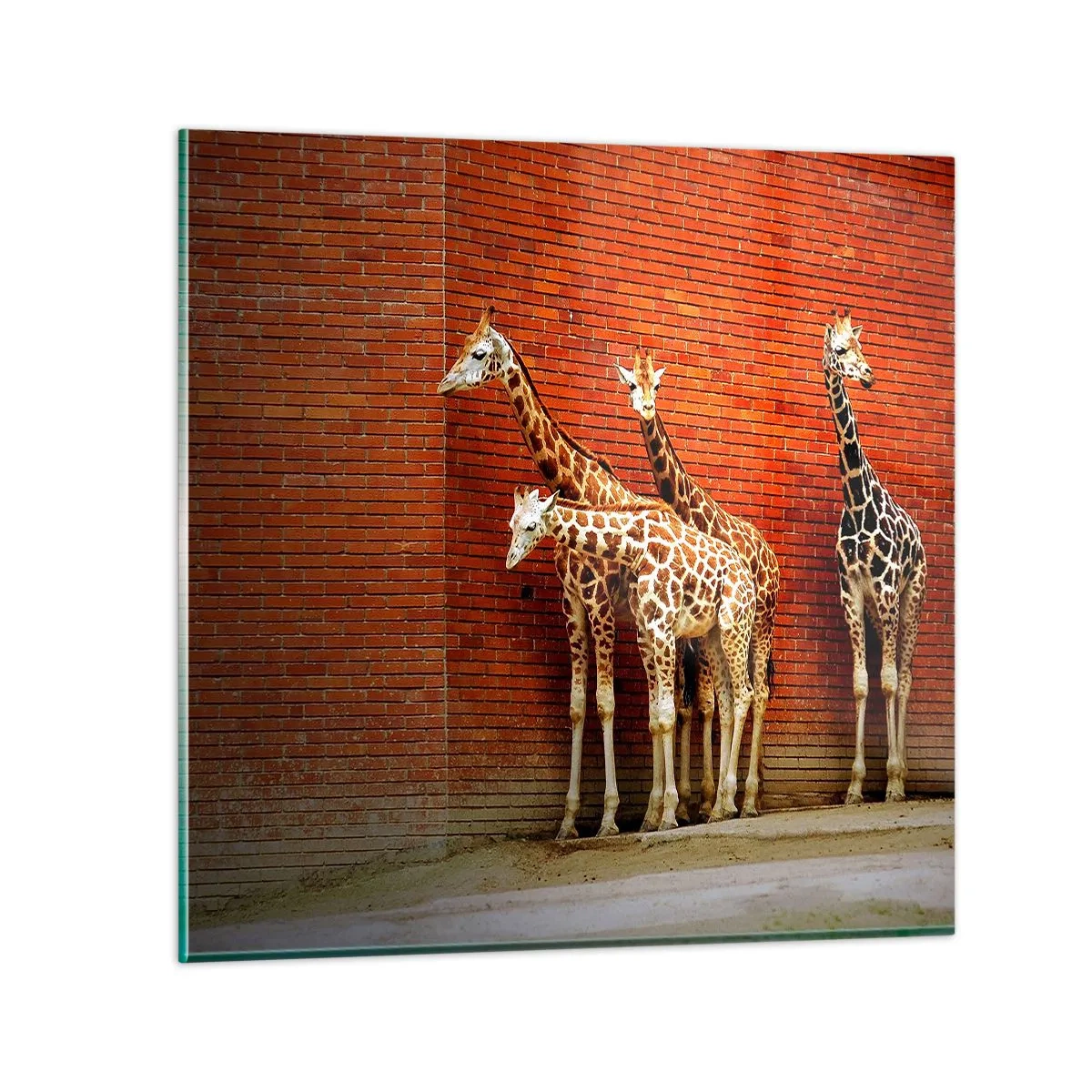 Obraz na szkle - Widzicie jakąś akację? - 70x70 cm