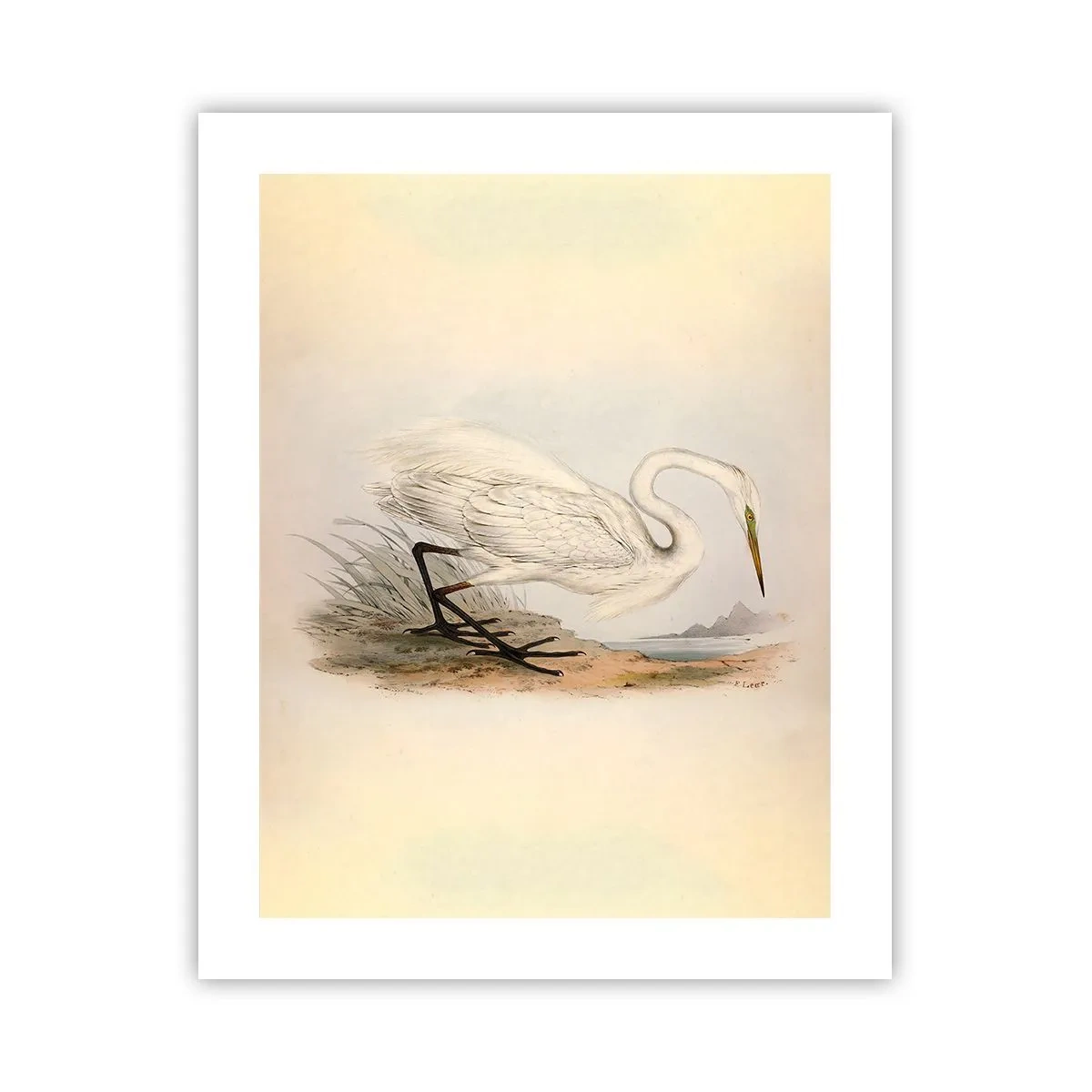 Plakat - Pani na szuwarach - 40x50 cm