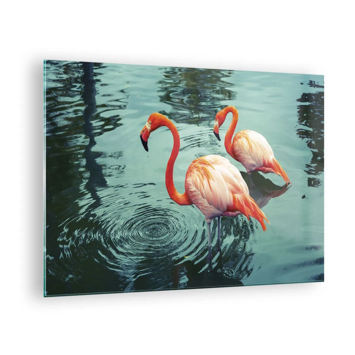 Obraz na szkle - Flamingi na wodzie w harmonijnej kompozycji - 70x50cm - Jesteśmy teraz w modzie - Nowoczesna dekoracja ścienna do salonu i sypialni ARTTOR