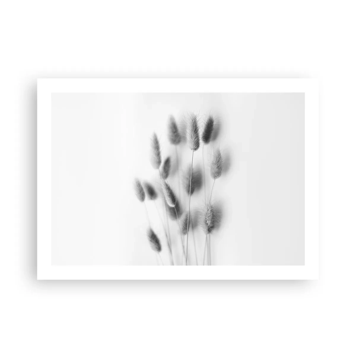 Plakat - Jej puszystość trawa - 70x50 cm