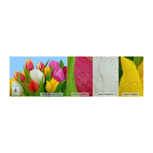 Fototapeta Próbka Premium Sand - Kwiatowa tęcza w kroplach rosy - Tulipany, Kwiaty, Bukiet Kwiatów - 100x30 cm