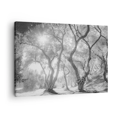 Obraz na płótnie - Czarno-biały widok na drzewa w oliwnym gaju z promieniami słońca - 70x50cm - W oliwnym gaju - Nowoczesna dekoracja ścienna do salonu i sypialni ARTTOR