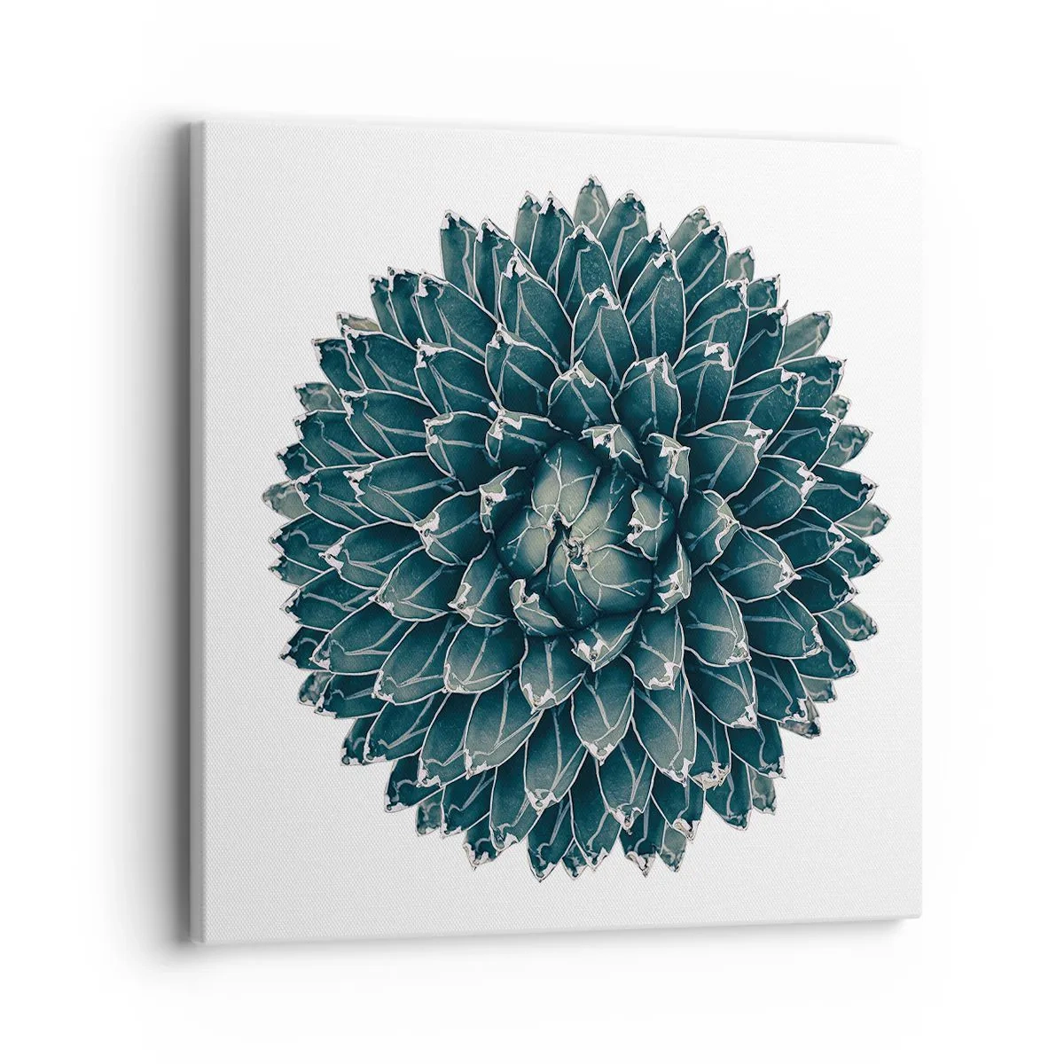 Obraz na płótnie - Gwiazda pustyni - 40x40 cm