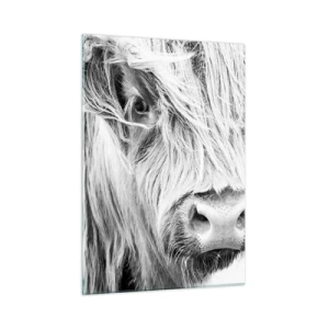 Obraz na szkle - Zbliżenie długowłosego szkockiego bydła w czerni i bieli - 50x70cm - Szkocka dzikość - Nowoczesna dekoracja ścienna do salonu, kuchni i sypialni ARTTOR