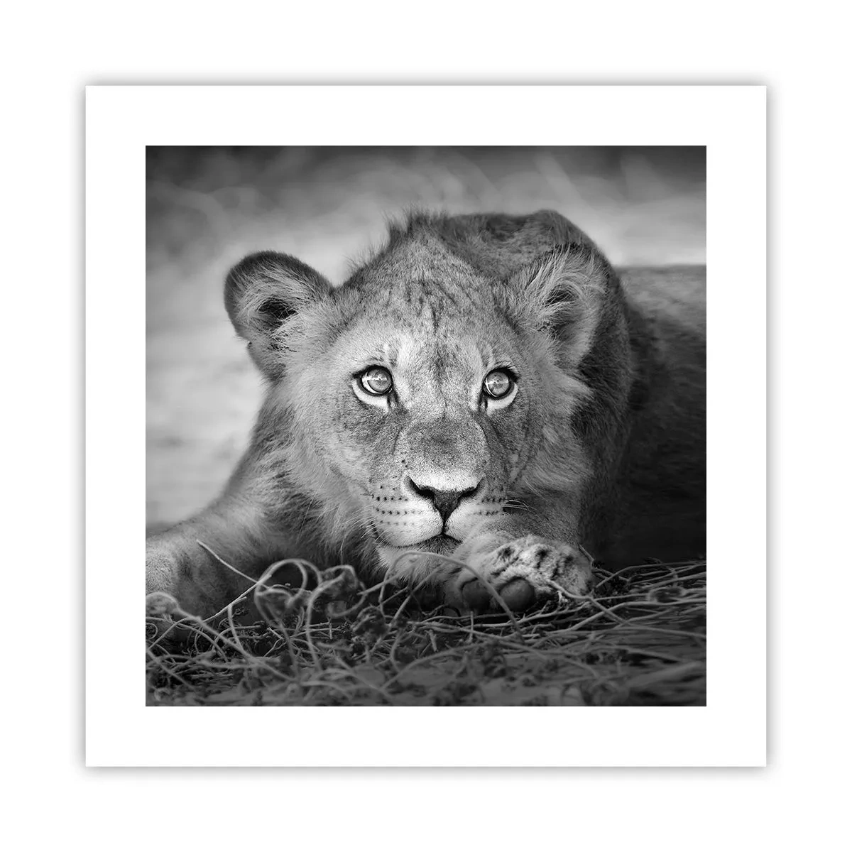 Plakat - Królewskie szczenię - 40x40 cm