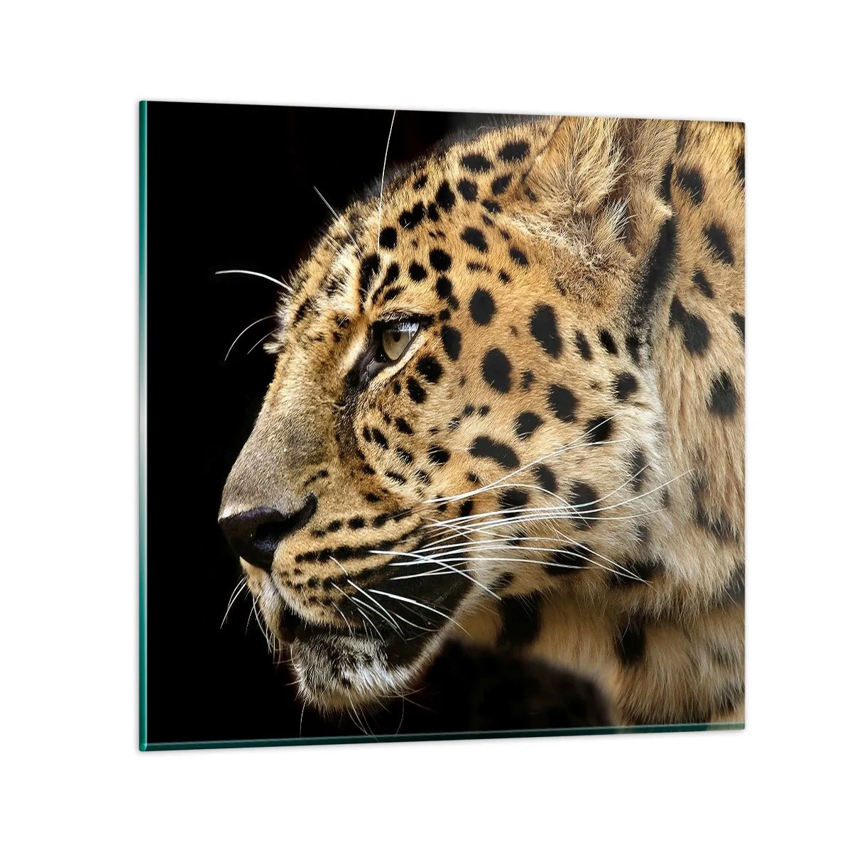 Obraz na szkle - Spokojny, skupiony, gotowy - 40x40 cm