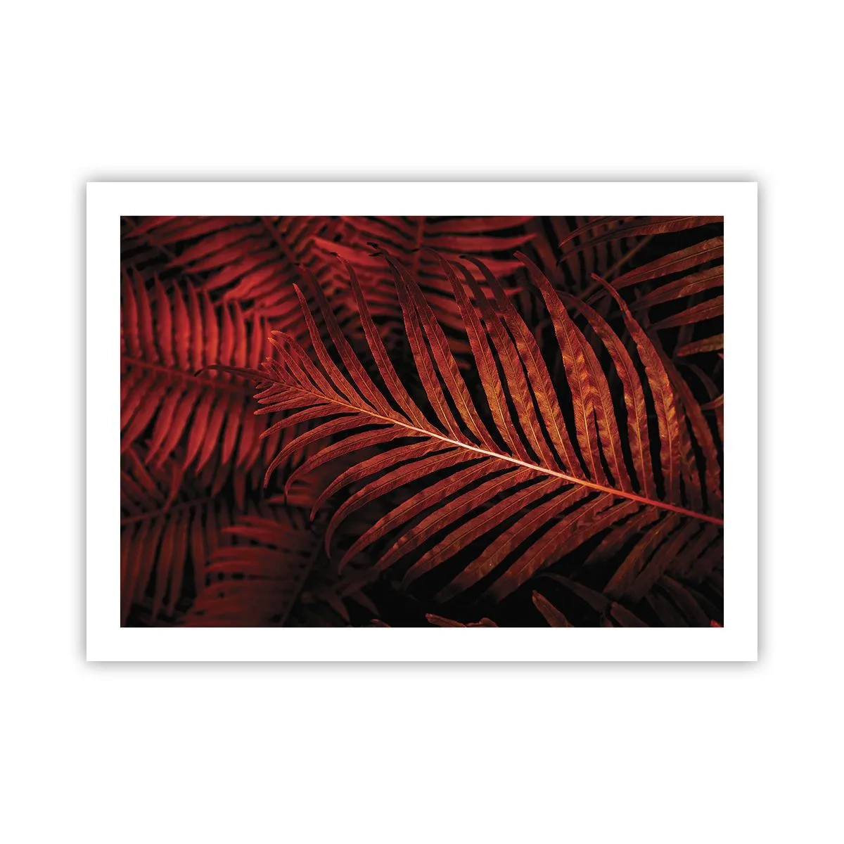 Plakat - Żar życia - 70x50 cm