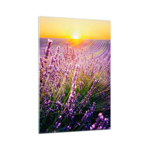 Obraz na szkle - Pole lawendy o zachodzie słońca - 70x100cm - Pachnący łan - Nowoczesna dekoracja ścienna do salonu i sypialni ARTTOR