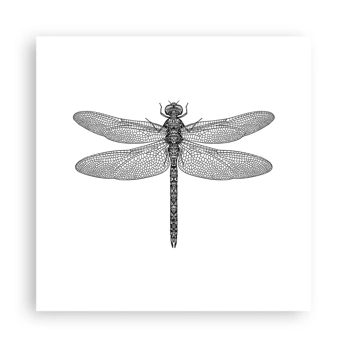 Plakat - Precyzja natury - 40x40 cm