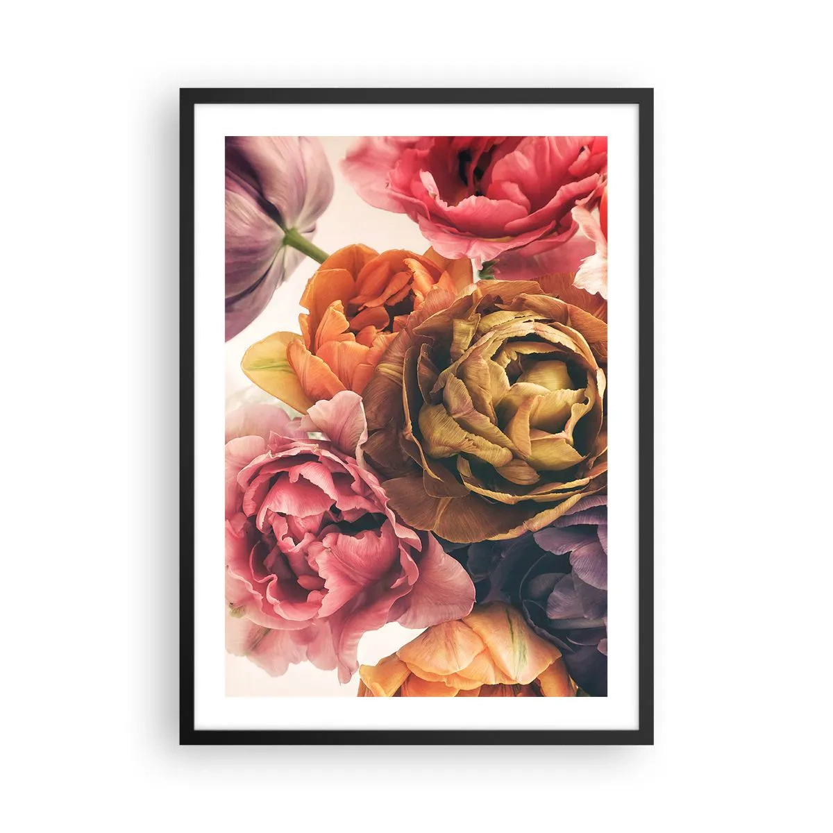 Plakat w czarnej ramie - Kolorowe kwiaty piwonii w artystycznym ujęciu - 50x70cm - Święto życia - Nowoczesna dekoracja ścienna do salonu i sypialni ARTTOR
