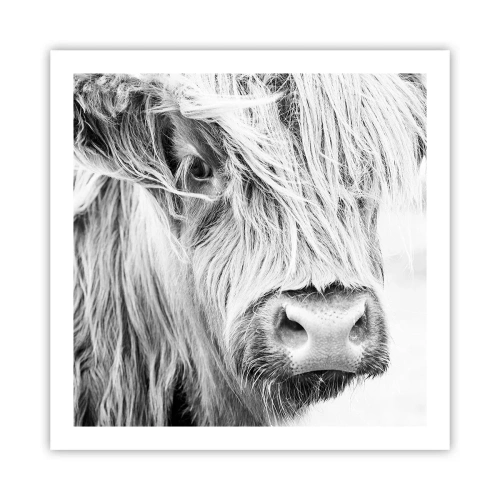 Plakat - Szkocka dzikość - 60x60 cm