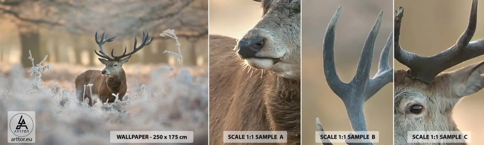 Fototapeta Próbka Samoprzylepna Deluxe Sticker - Rześki poranek - Krajobraz, Jeleń, Zwierzęta - 100x30 cm