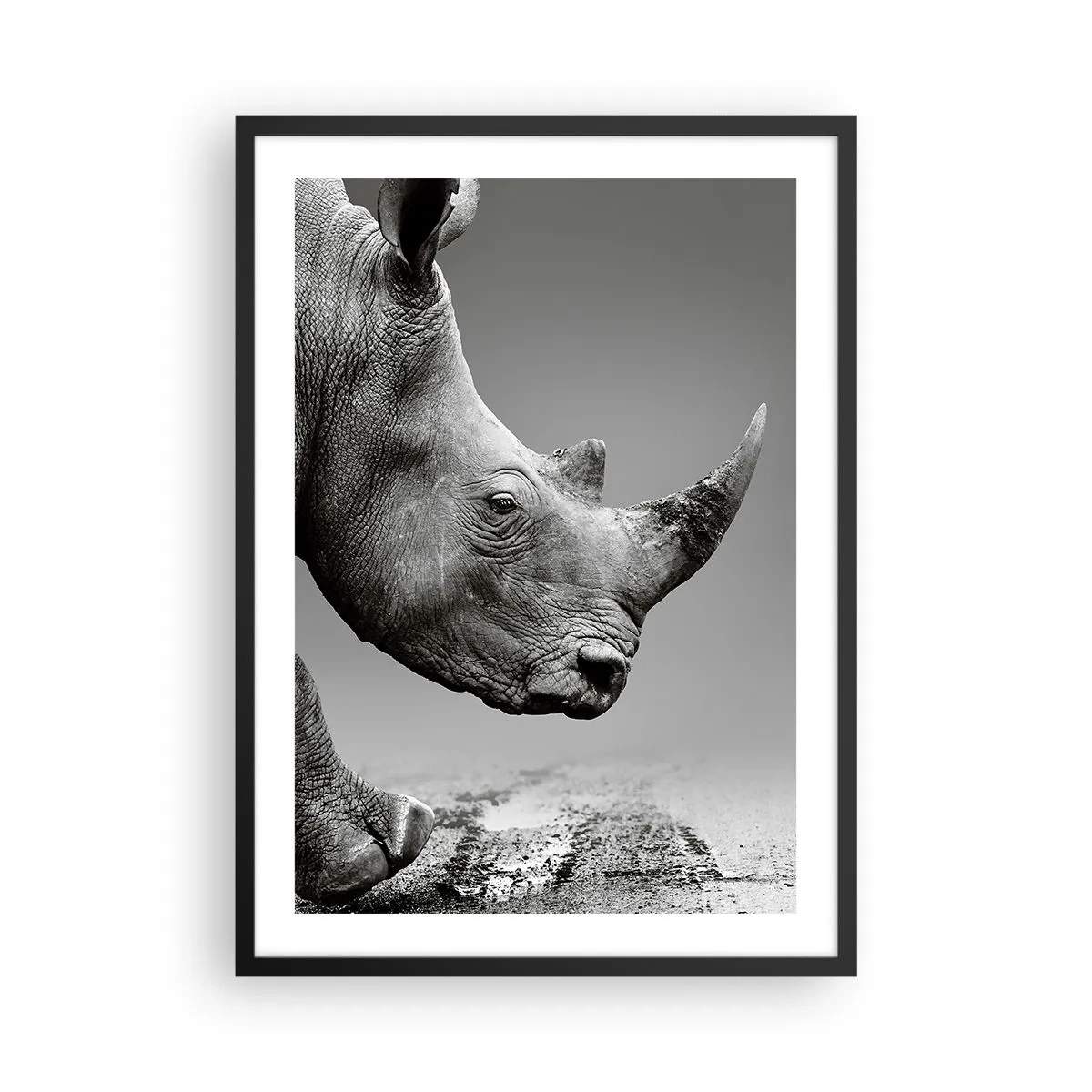 Plakat w czarnej ramie - Czarno-białe zbliżenie głowy nosorożca - 50x70cm - Niepowstrzymana siła - Nowoczesna dekoracja ścienna do salonu i sypialni ARTTOR
