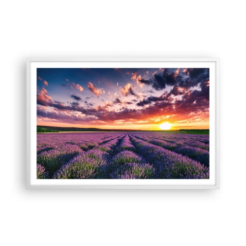 Plakat w białej ramie - Lawendowy świat - 91x61 cm