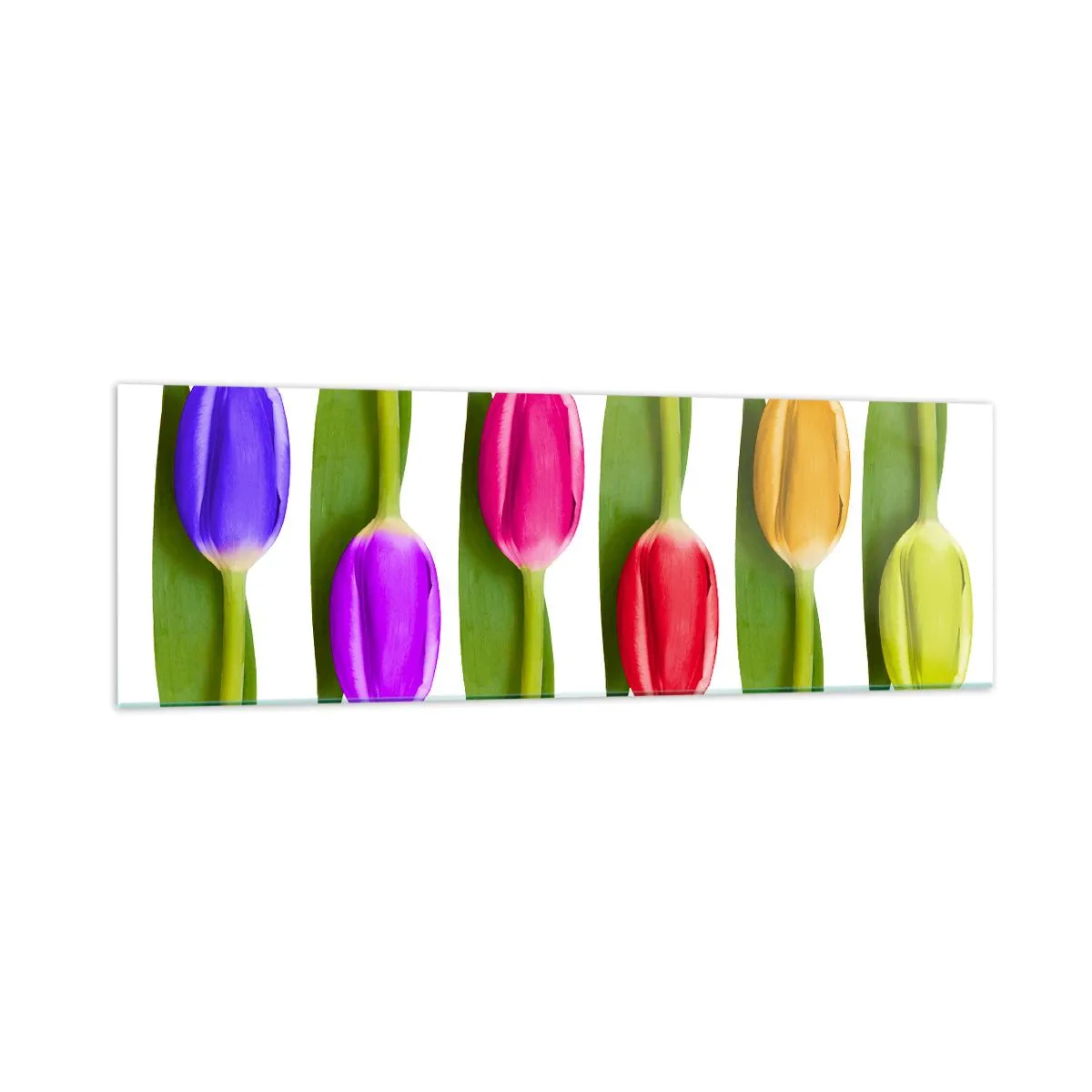 Obraz na szkle - Różnokolorowe tulipany ułożone w rzędzie na białym tle - 160x50cm - Tęczowa kompozycja - Nowoczesna dekoracja ścienna do salonu i sypialni ARTTOR