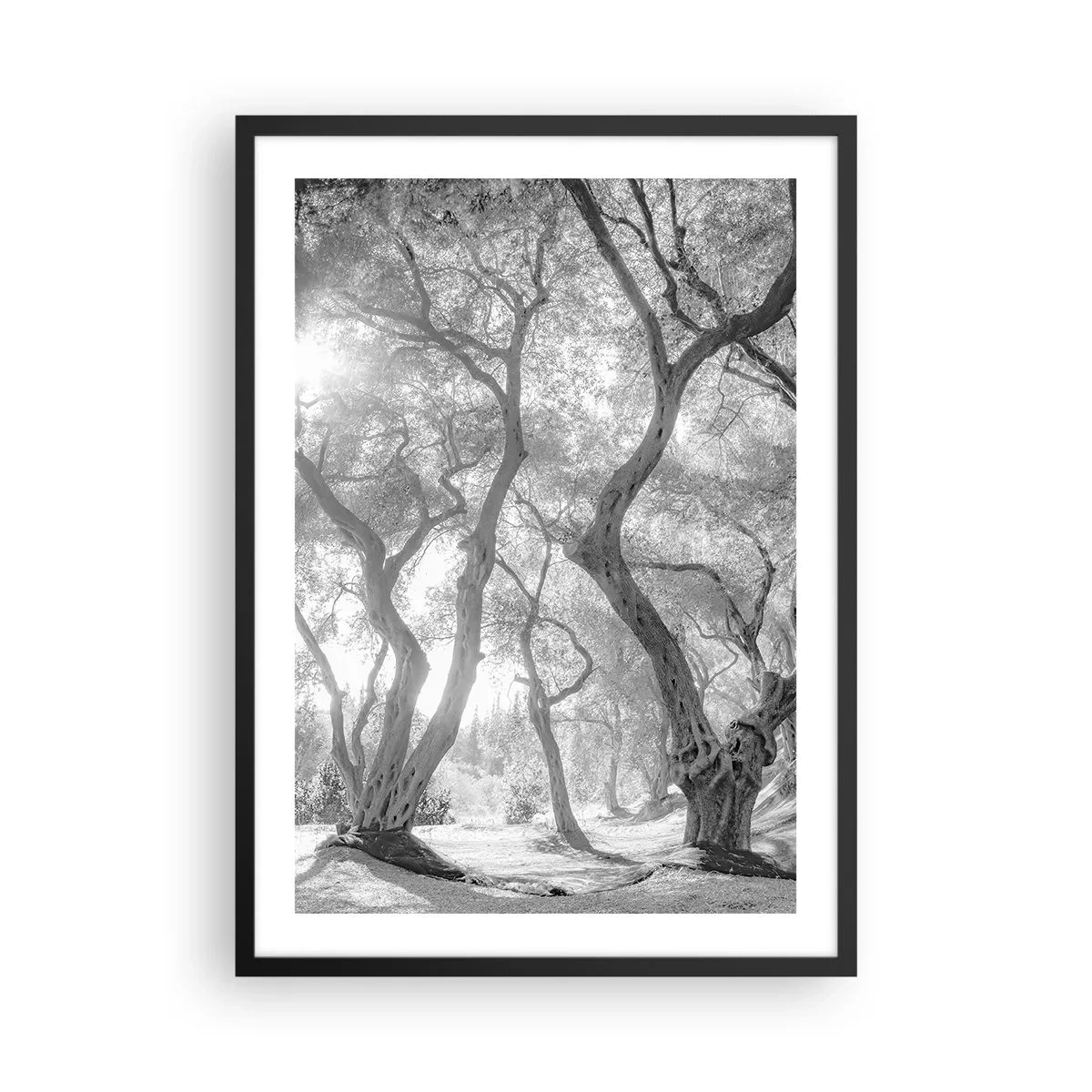 Plakat w czarnej ramie - Czarno-biała fotografia wijących się drzew w świetle słońca - 50x70cm - W oliwnym gaju - Nowoczesna dekoracja ścienna do salonu i sypialni ARTTOR