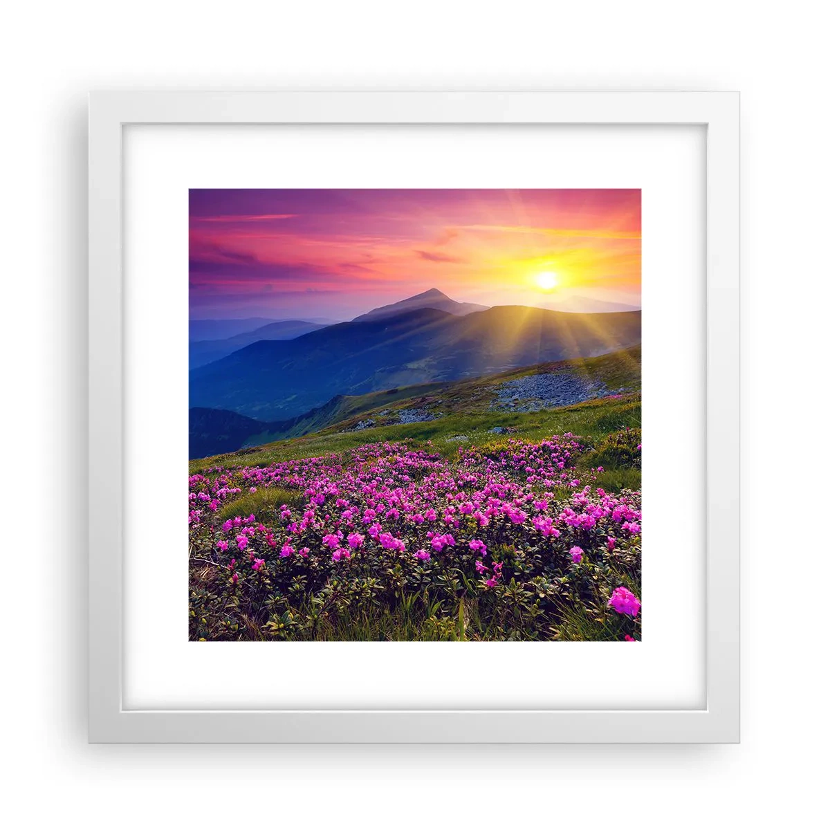 Plakat w białej ramie - … A dokoła pachnie kosodrzewina i wonieją zioła - 30x30 cm