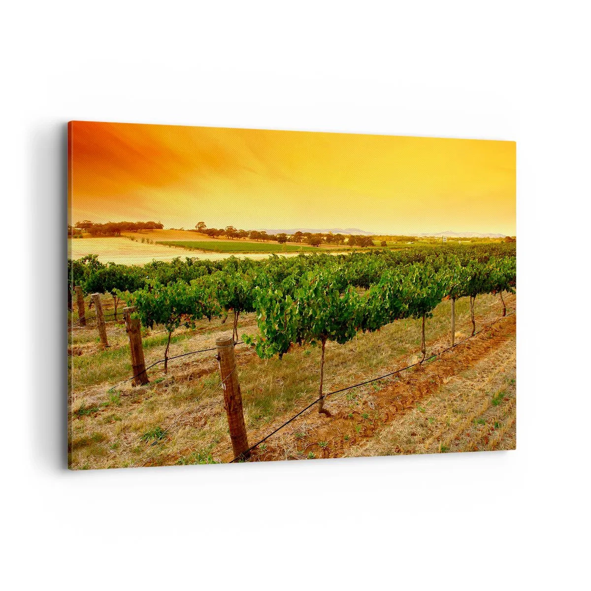 Obraz na płótnie - Winorośle na plantacji przy złotym zachodzie słońca - 120x80cm - Napić się słońca - Nowoczesna dekoracja ścienna do salonu, kuchni i sypialni ARTTOR