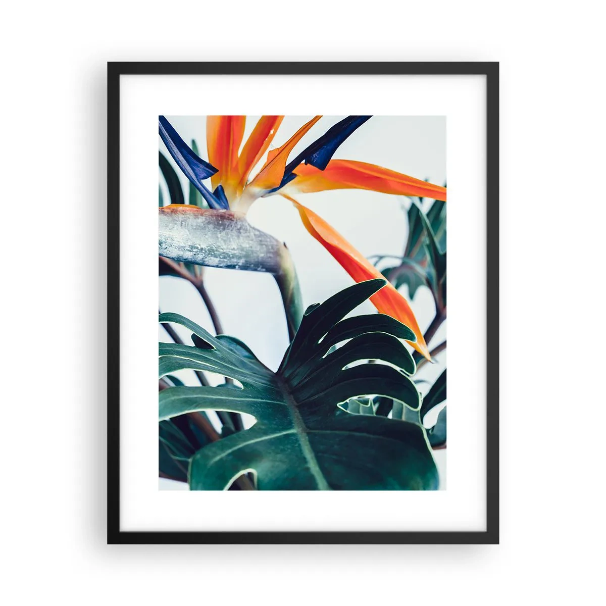 Plakat w czarnej ramie - Ptakokrzak - 40x50 cm