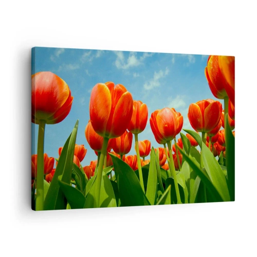 Obraz na płótnie - Pole czerwono-pomarańczowych tulipanów na tle błękitnego nieba - 70x50cm - Oprócz błękitnego nieba nic im w życiu nie potrzeba - Nowoczesna dekoracja ścienna do salonu i sypialni ARTTOR