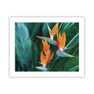 Plakat - Czy to kwiat, czy to ptak? - 50x40 cm