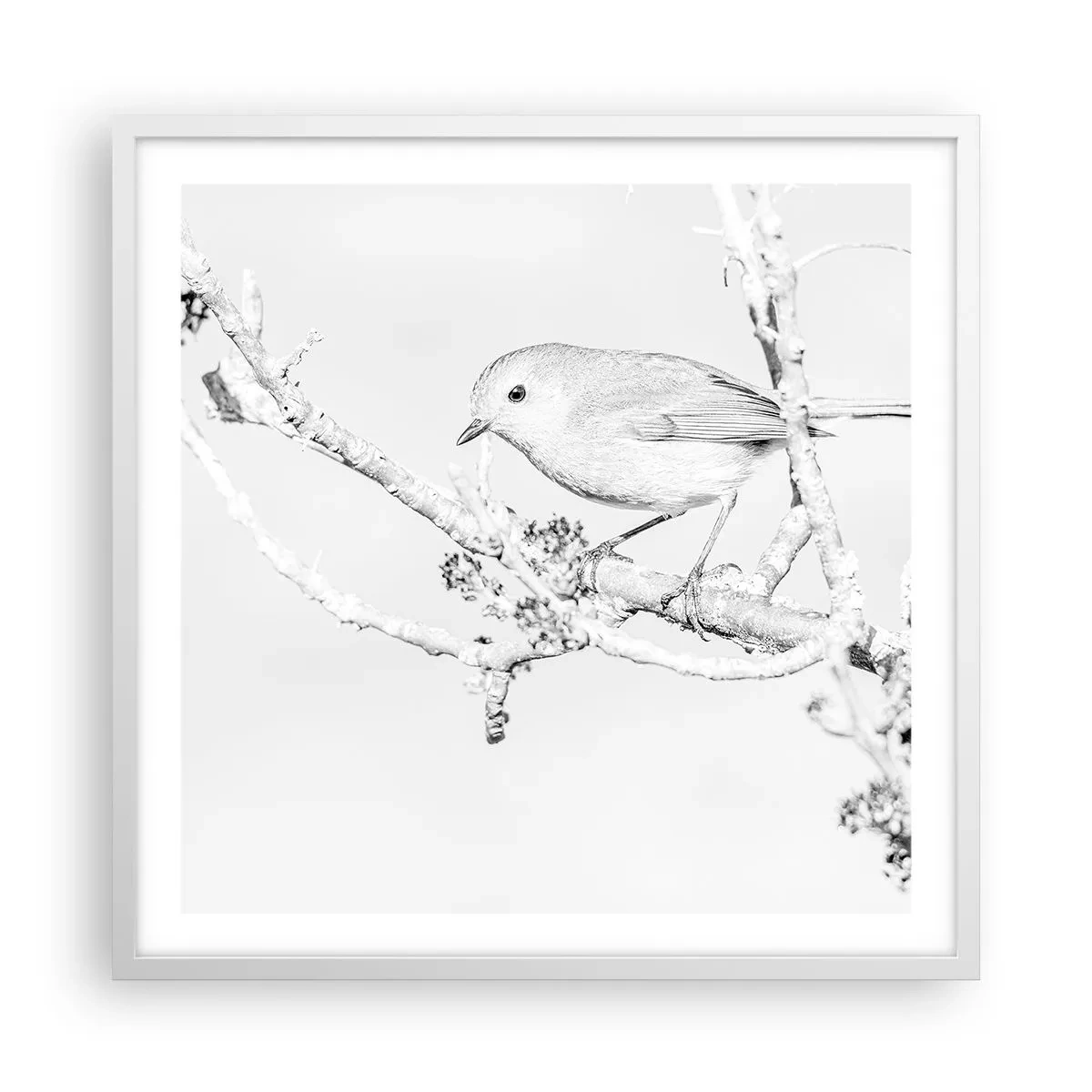 Plakat w białej ramie - Zimowy poranek - 60x60 cm