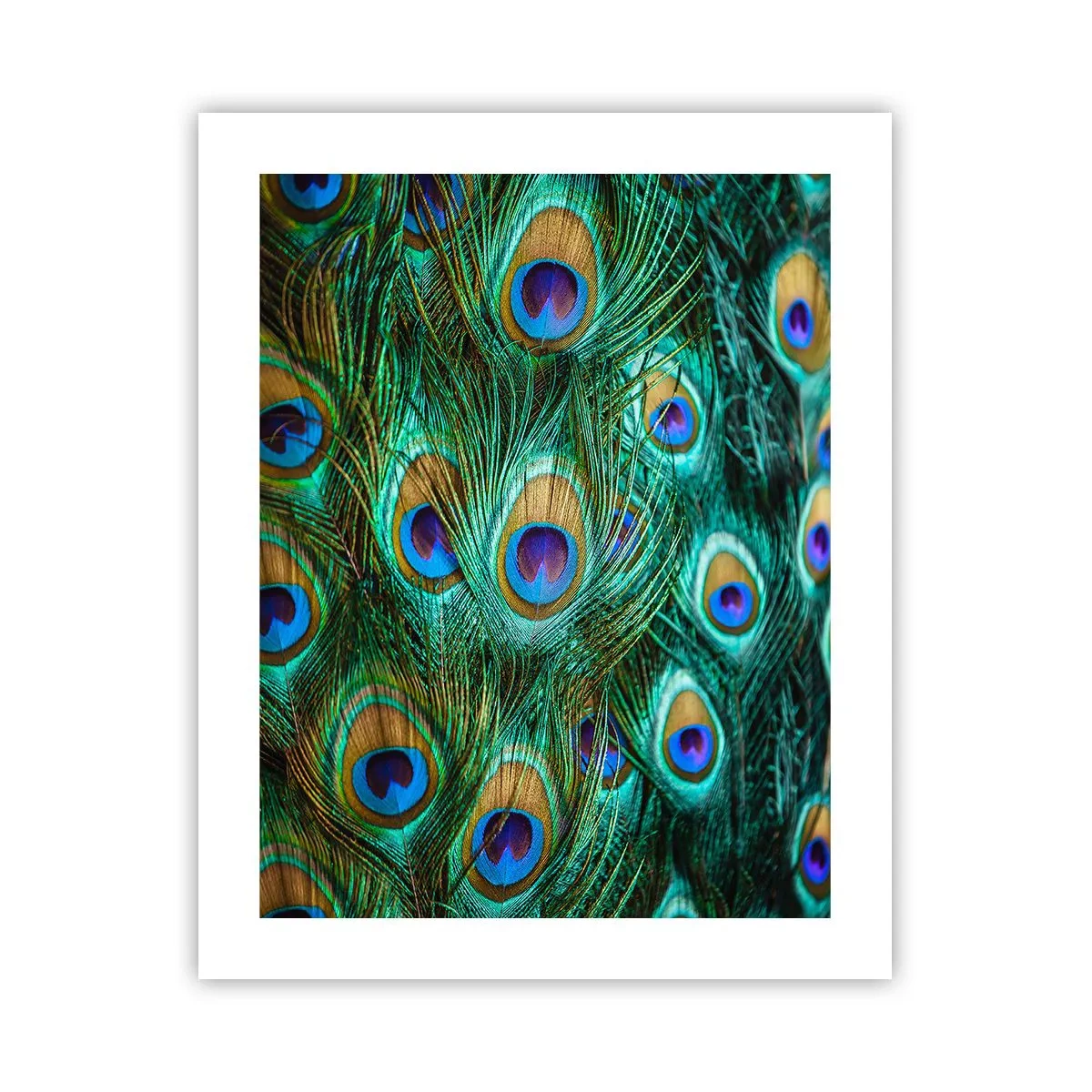 Plakat - Pawiookie spojrzenie - 40x50 cm
