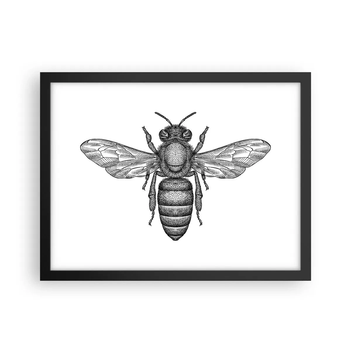Plakat w czarnej ramie - Owadzi portret - 40x30 cm
