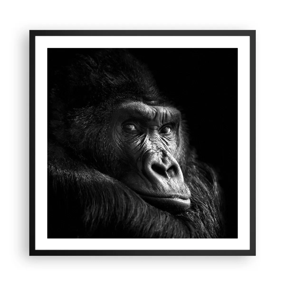 Plakat w czarnej ramie - I co się patrzysz? - 60x60 cm