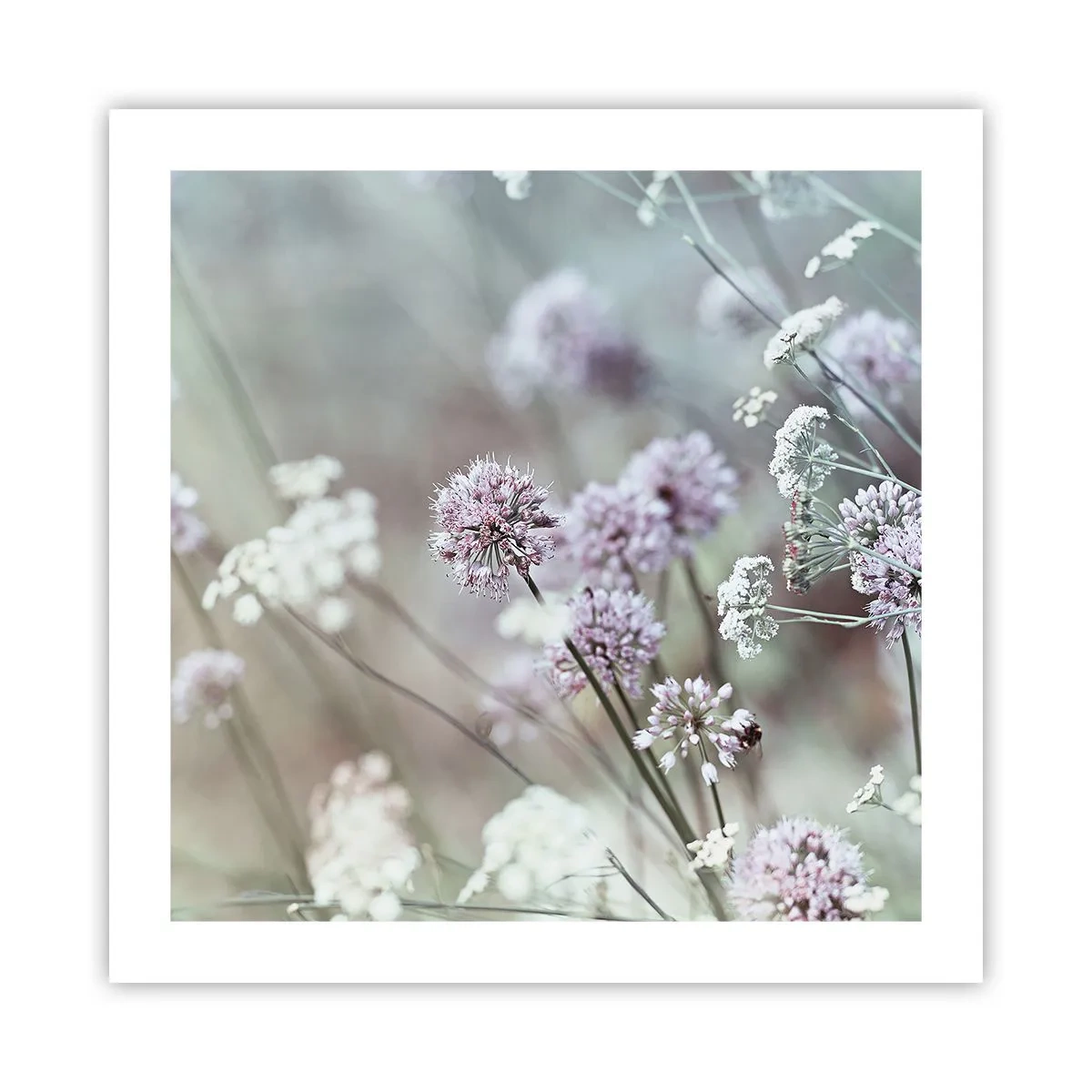 Plakat - Słodkie filigrany ziół - 50x50 cm