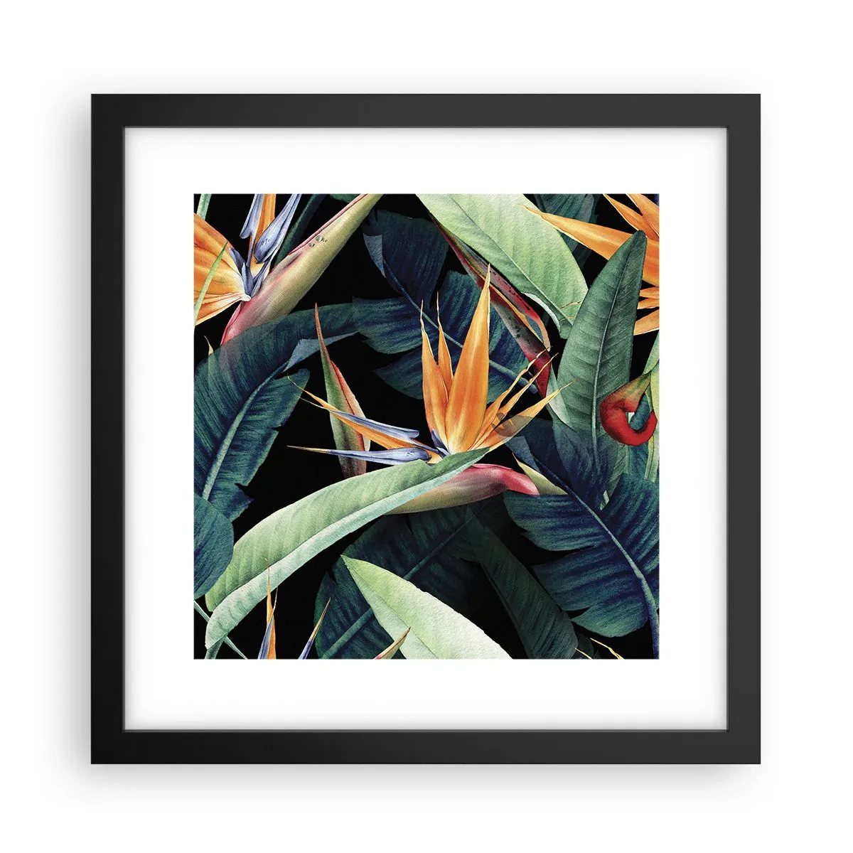 Plakat w czarnej ramie - Płomienne kwiaty tropików - 30x30 cm