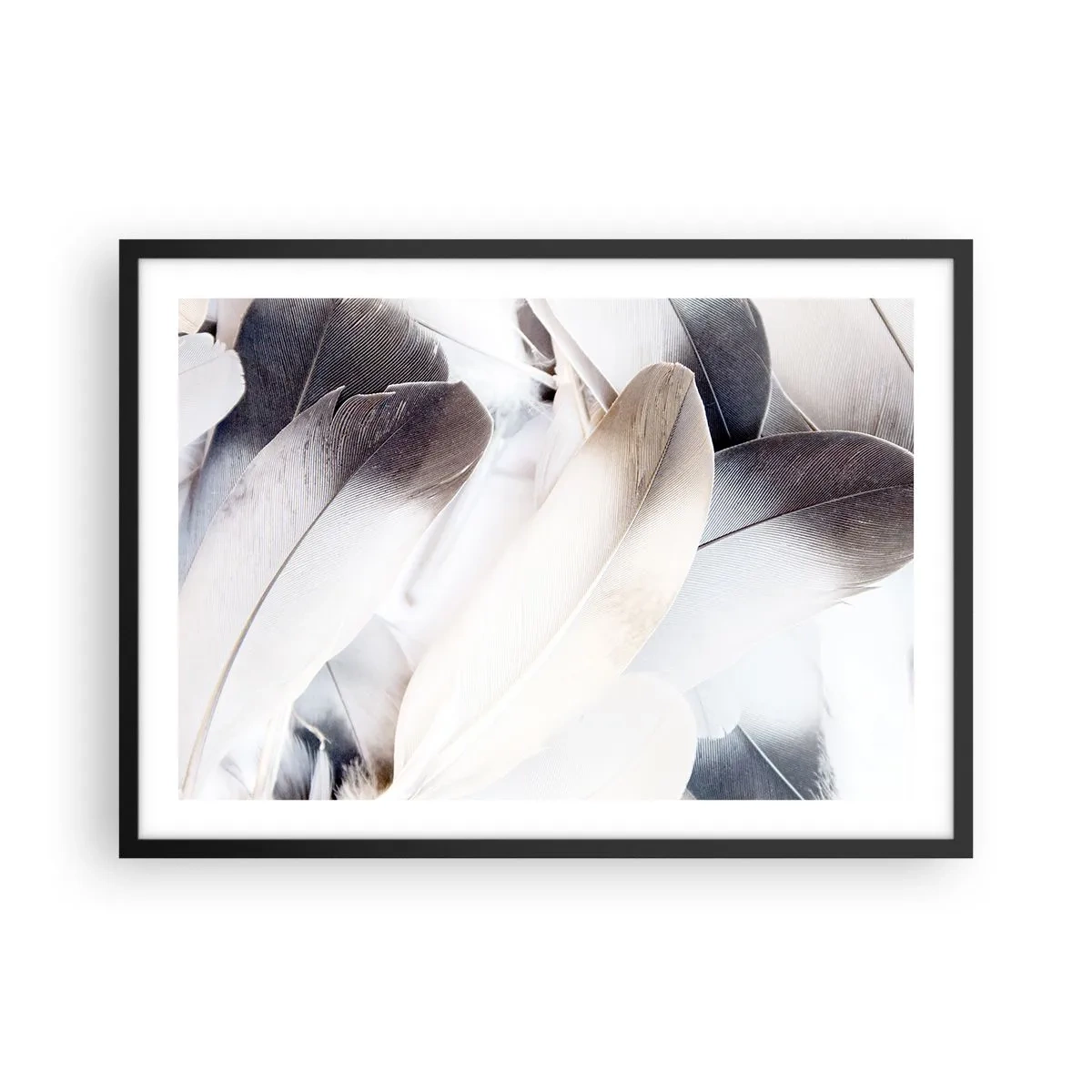 Plakat w czarnej ramie - Zbliżenie na delikatne pióra w odcieniach bieli i szarości - 70x50cm - Niemal anielskie - Nowoczesna dekoracja ścienna do salonu i sypialni ARTTOR