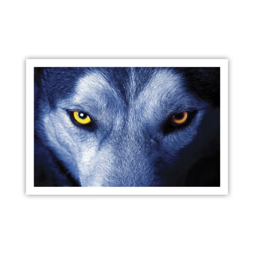Plakat - Hipnotyzujące spojrzenie - 91x61 cm