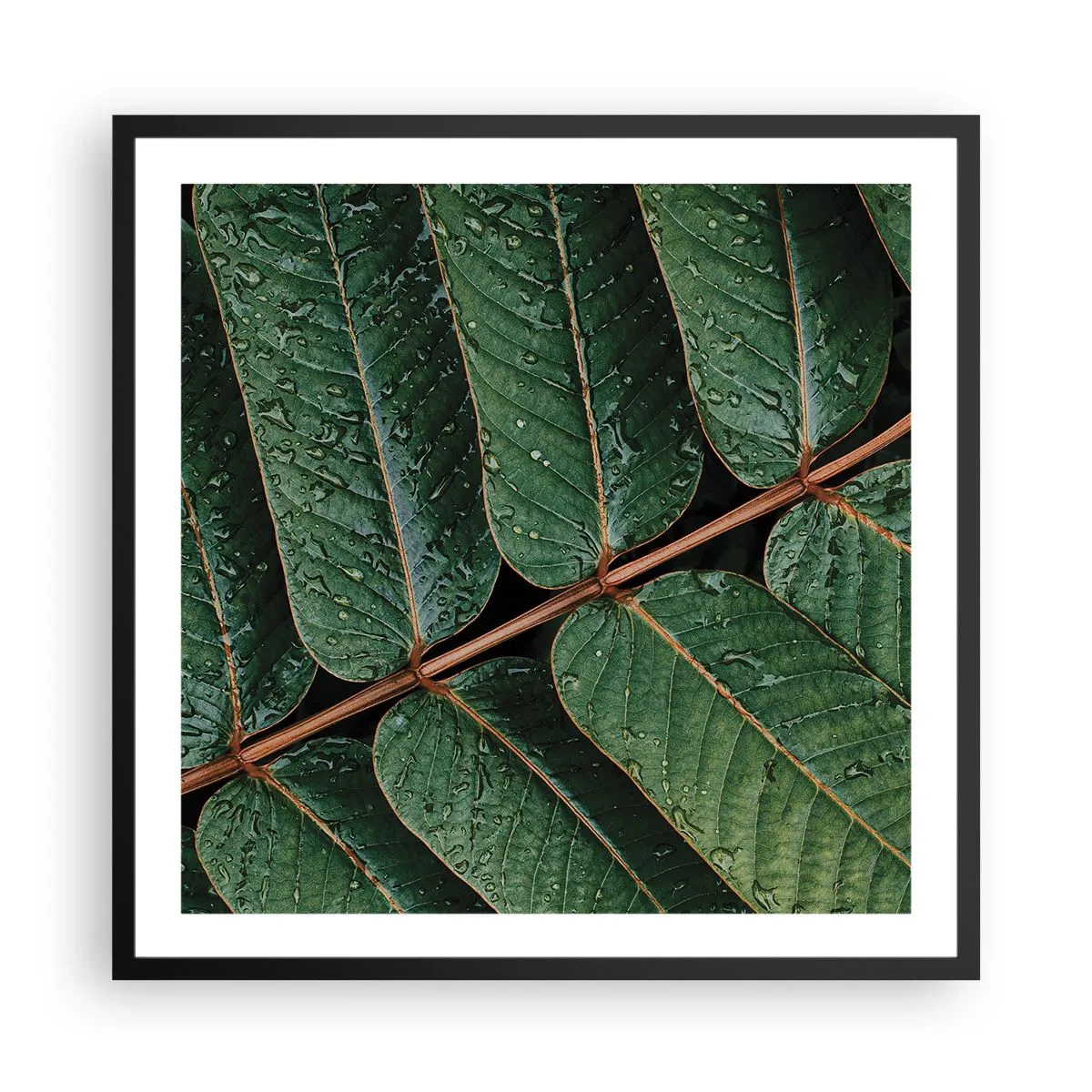 Plakat w czarnej ramie - W zielonym rytmie - 60x60 cm