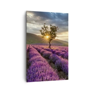 Obraz na płótnie - Pole lawendy z samotnym drzewem o zachodzie słońca - 80x120cm - Aromat w kolorze lila - Nowoczesna dekoracja ścienna do salonu i sypialni ARTTOR