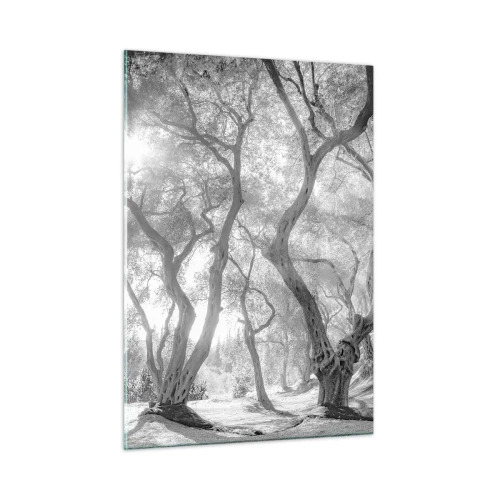 Obraz na szkle - Czarno-białe drzewa oliwne w świetle słonecznym - 50x70cm - W oliwnym gaju - Nowoczesna dekoracja ścienna do salonu, kuchni i sypialni ARTTOR