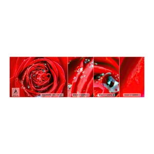 Fototapeta Próbka Standard Eco - W kroplach rosy - Kwiaty, Czerwona Róża, Miłość - 100x30 cm