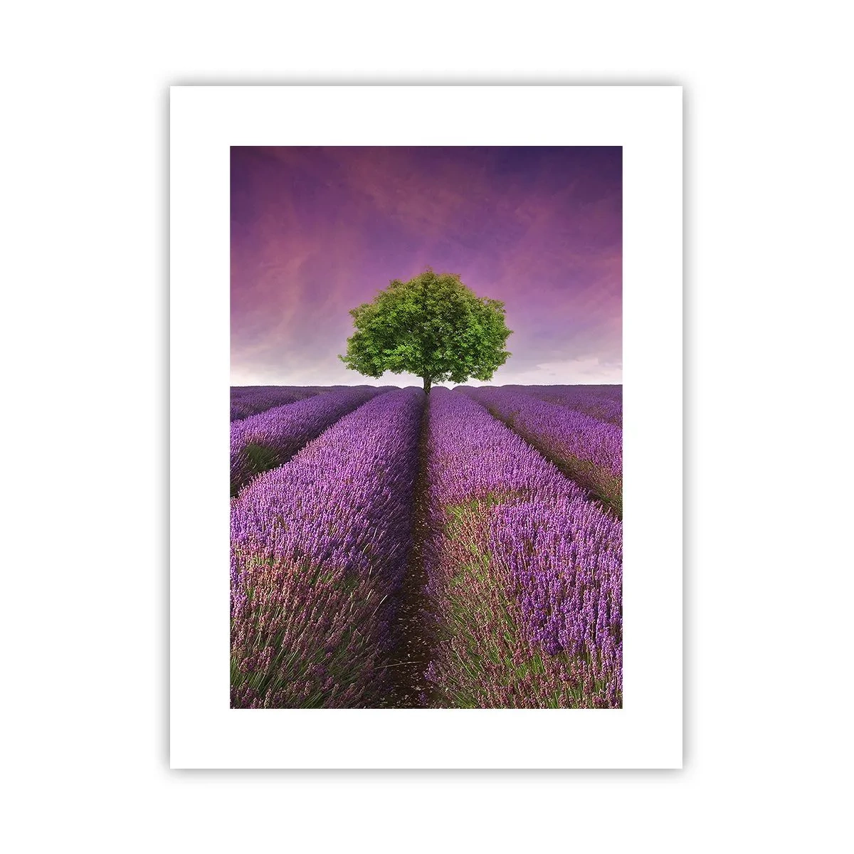Plakat - Na lawendowych polach - 30x40 cm