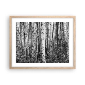 Plakat w ramie jasny dąb - Brzozowa kolumnada - 50x40 cm