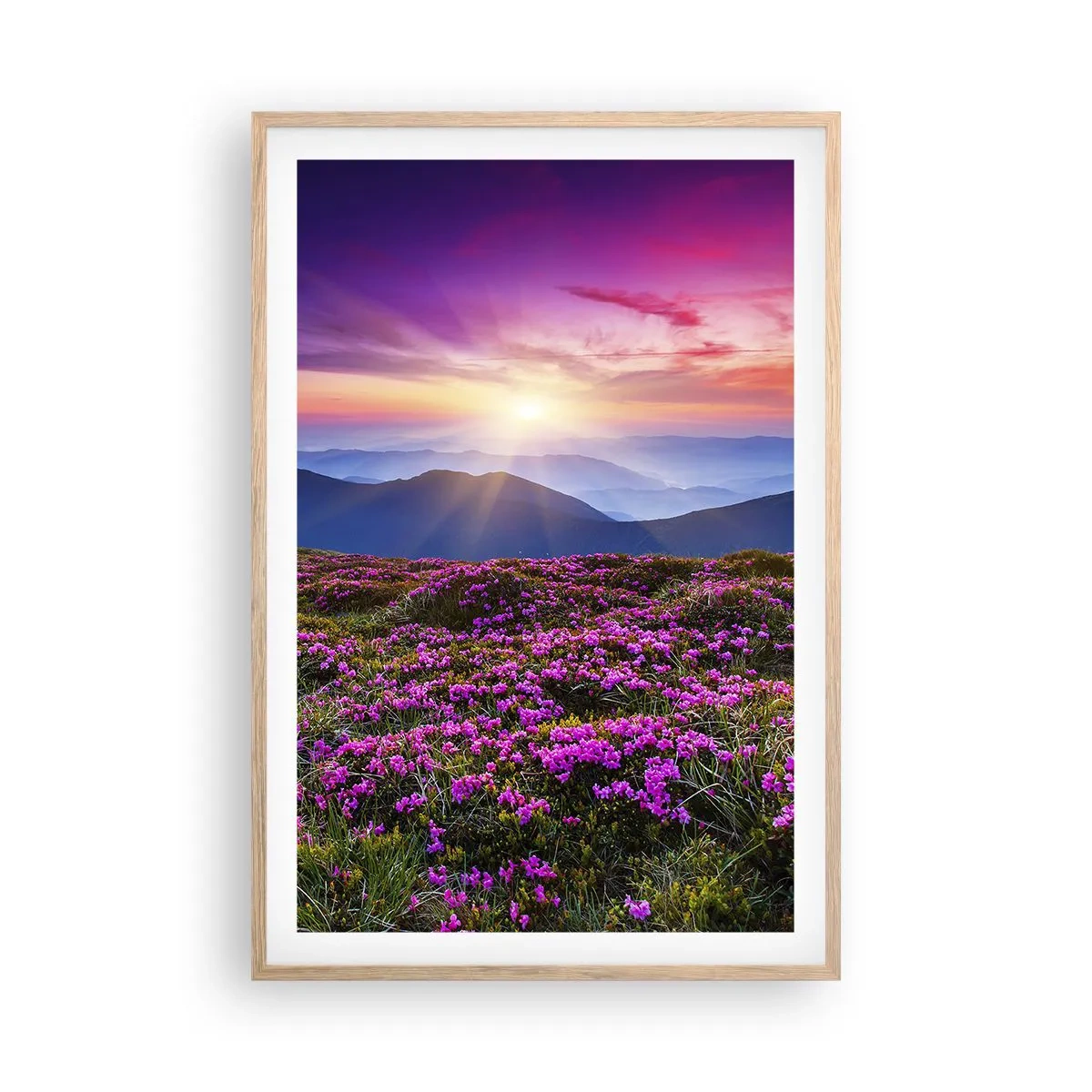 Plakat w ramie jasny dąb - Ziół zapachniały świeże pęki od niw - 61x91 cm