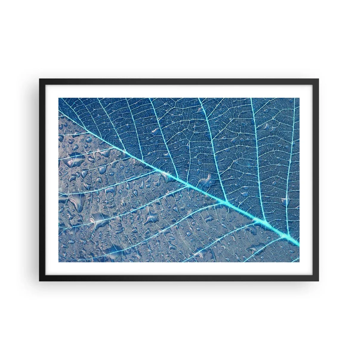Plakat w czarnej ramie - Liść w błękitnych odcieniach z kroplami wody - 70x50cm - Życie w błękicie - Nowoczesna dekoracja ścienna do salonu i sypialni ARTTOR