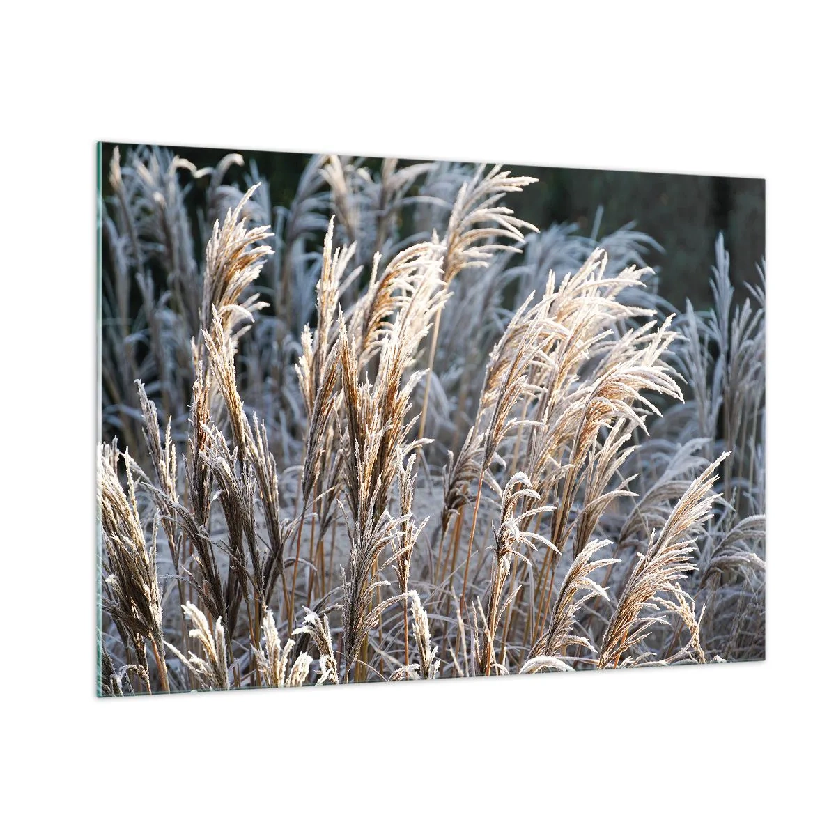 Obraz na szkle - Zmrożone trawy w zimowym słońcu - 100x70cm - Szronem ustrojone - Nowoczesna dekoracja ścienna do salonu, kuchni i sypialni ARTTOR