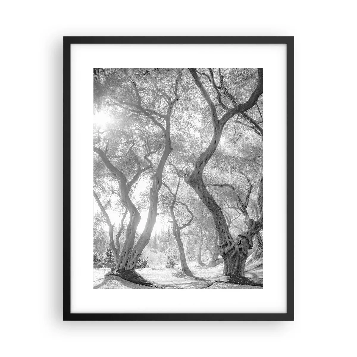 Plakat w czarnej ramie - W oliwnym gaju - 40x50 cm