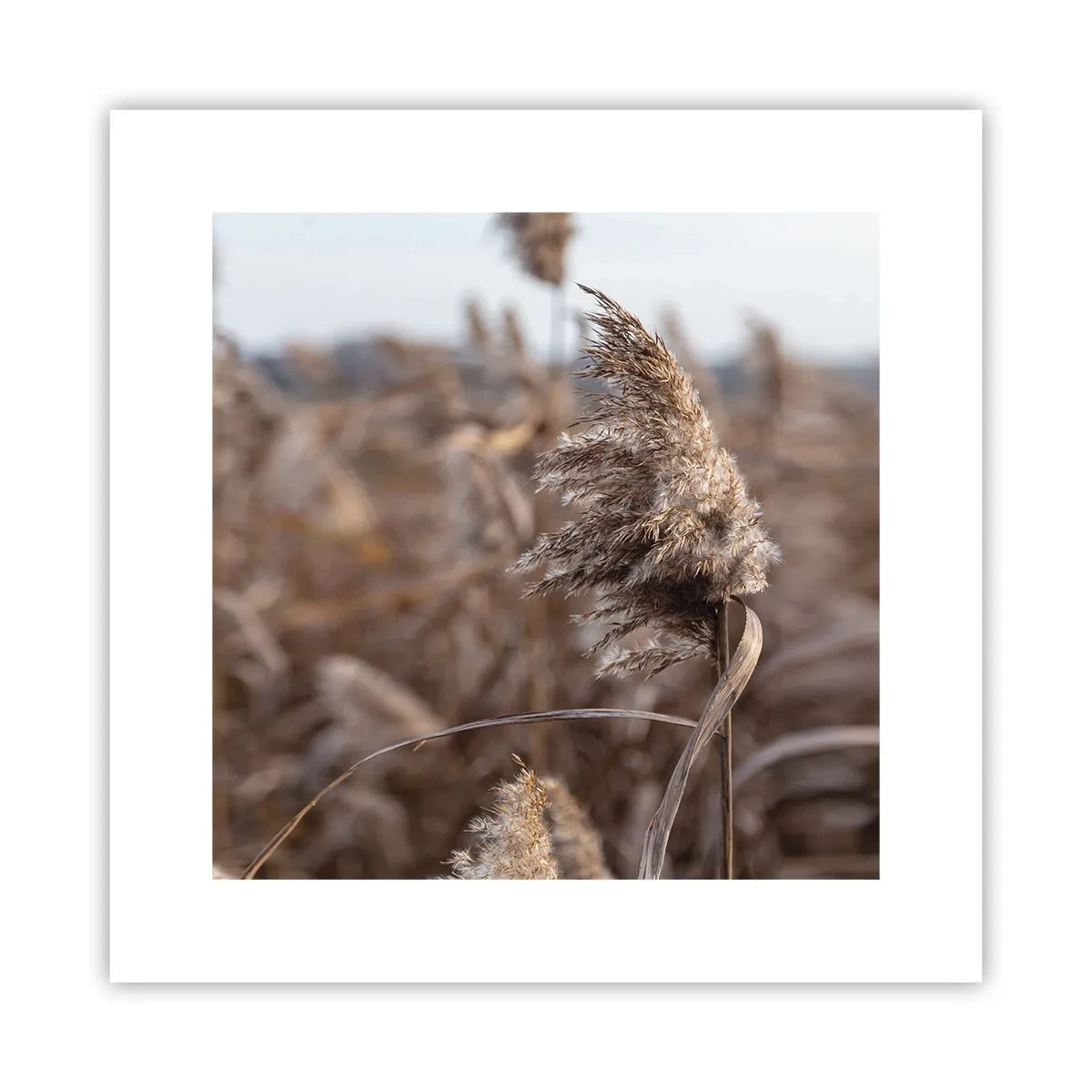 Plakat - Czas odlecieć z wiatrem - 30x30 cm